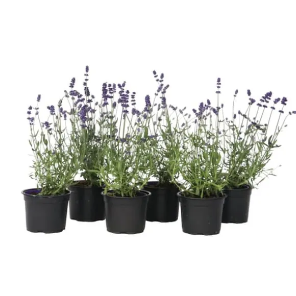 Lavendel - Sæt med 6 - Lavandula angustifolia - Højde 10-15cm - ⌀11cm