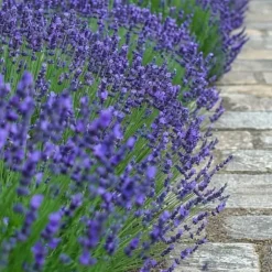 Lavendel - Sæt med 6 - Lavandula angustifolia - Højde 10-15cm - ⌀11cm