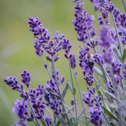 Lavendel - Sæt med 6 - Lavandula angustifolia - Højde 10-15cm - ⌀11cm