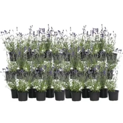 Lavendel - Sæt med 36 - Lavandula angustifolia - Højde 10-15cm - ⌀11cm