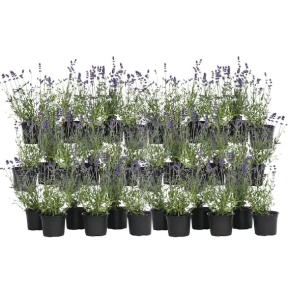 Lavendel - Sæt med 36 - Lavandula angustifolia - Højde 10-15cm - ⌀11cm