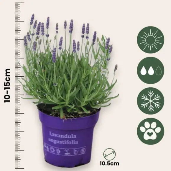 Lavendel - Sæt med 36 - Lavandula angustifolia - Højde 10-15cm - ⌀11cm