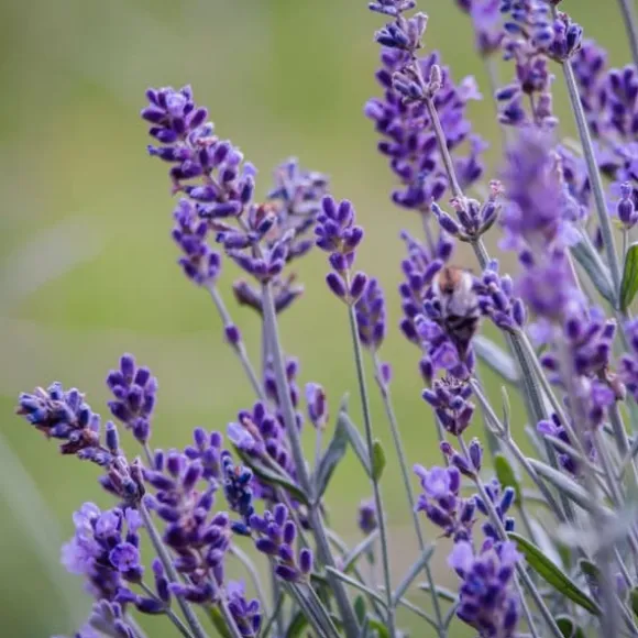 Lavendel - Sæt med 36 - Lavandula angustifolia - Højde 10-15cm - ⌀11cm