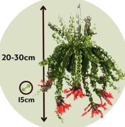 Læbestiftplante - Aeschynanthus pulcher - Højde 20-30cm - ⌀15cm