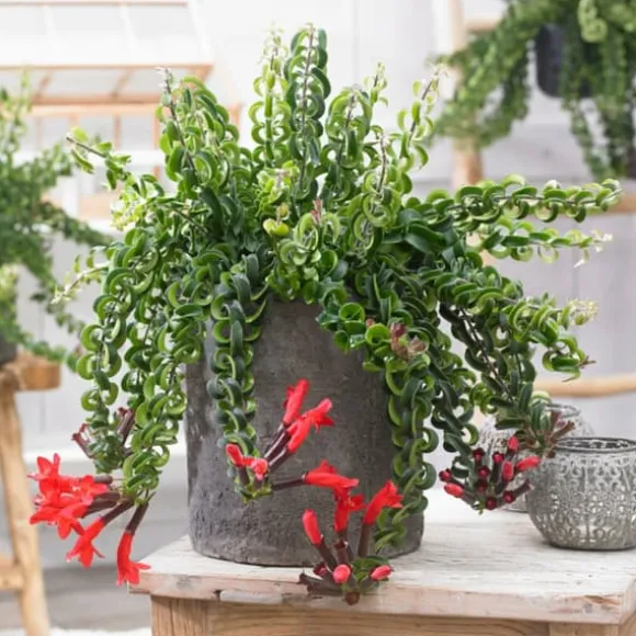 Læbestiftplante - Aeschynanthus pulcher - Højde 20-30cm - ⌀15cm