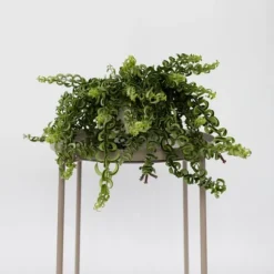 Læbestiftplante - Aeschynanthus pulcher - Højde 20-30cm - ⌀15cm