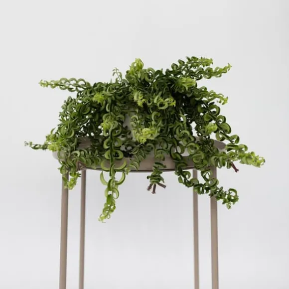Læbestiftplante - Aeschynanthus pulcher - Højde 20-30cm - ⌀15cm