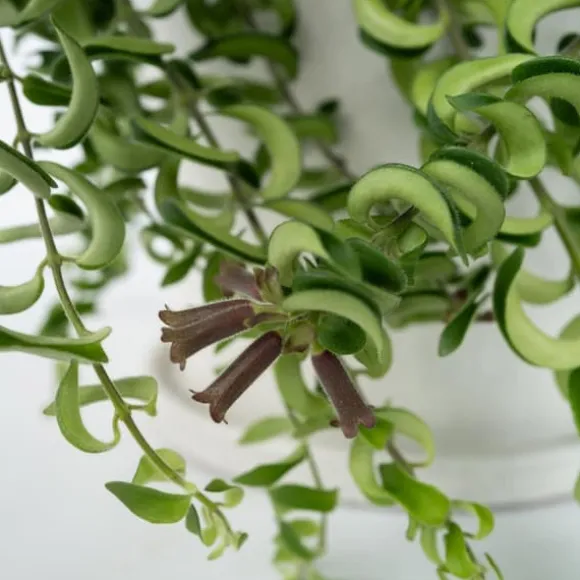 Læbestiftplante - Aeschynanthus pulcher - Højde 20-30cm - ⌀15cm