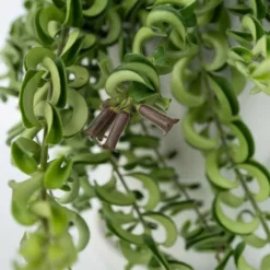 Læbestiftplante - Aeschynanthus pulcher - Højde 20-30cm - ⌀15cm
