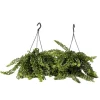 Læbestiftplante - Sæt med 2 - Aeschynanthus pulcher - Højde 20-30cm - ⌀15cm