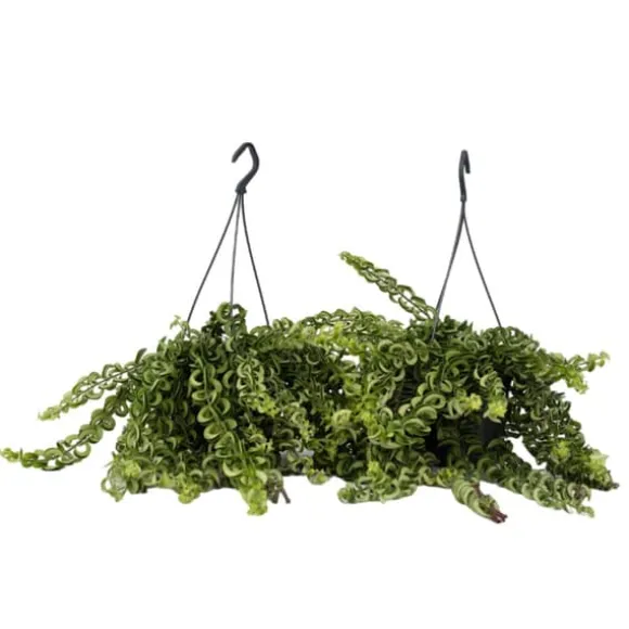 Læbestiftplante - Sæt med 2 - Aeschynanthus pulcher - Højde 20-30cm - ⌀15cm