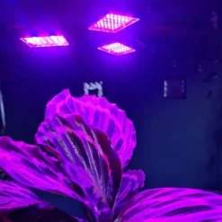LED belysning til planter