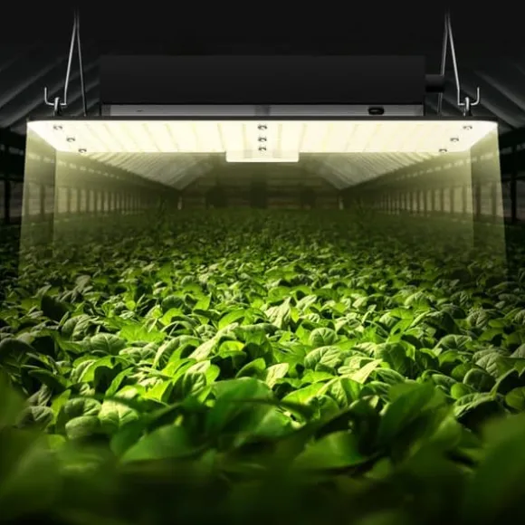 LED Vækstlys, 150W fuldspektrum dæmpbar, kraftfulde Samsung dioder til indendørs planter og drivhus. Daisy Chain driver til 3x3 ft telt.