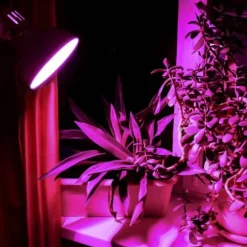 LED-pære til plantedyrkning VIDEX-E27-A60-8W-FITO