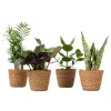Letplejede stueplanter - Sæt med 4 inkl. kurv - Højde 25–40cm - ⌀12cm