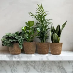 Letplejede stueplanter - Sæt med 4 inkl. kurv - Højde 25–40cm - ⌀12cm