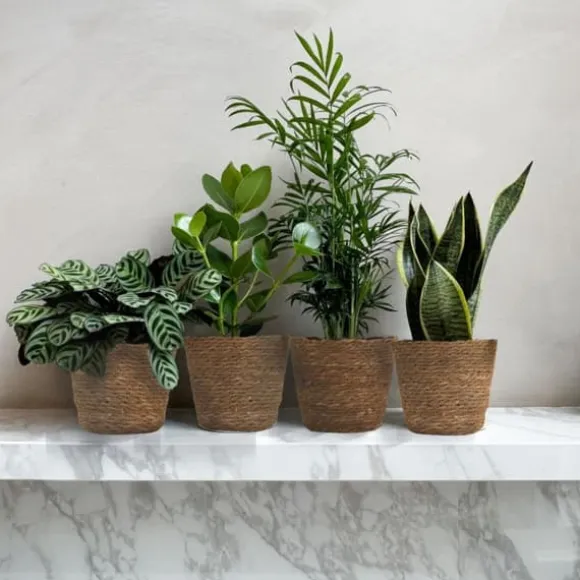 Letplejede stueplanter - Sæt med 4 inkl. kurv - Højde 25–40cm - ⌀12cm