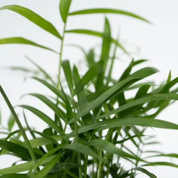 Letplejede stueplanter - Sæt med 4 inkl. kurv - Højde 25–40cm - ⌀12cm