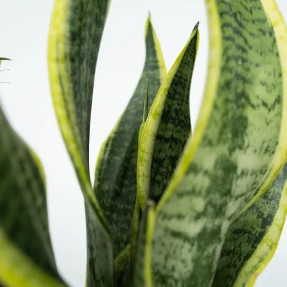 Letplejede stueplanter - Sæt med 4 inkl. kurv - Højde 25–40cm - ⌀12cm