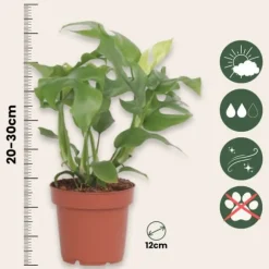 Lille monstera - Rhaphidophora tetrasperma - Højde 20-30cm - ⌀12cm
