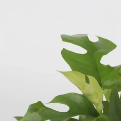 Lille monstera - Rhaphidophora tetrasperma - Højde 20-30cm - ⌀12cm