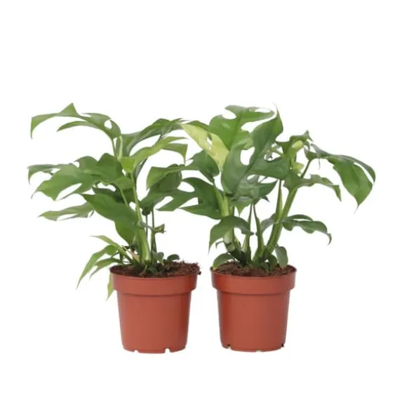 Lille monstera - Sæt med 2 - Rhaphidophora tetrasperma - Højde 20-30cm - ⌀12cm