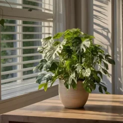 Lille monstera - Sæt med 2 - Rhaphidophora tetrasperma - Højde 20-30cm - ⌀12cm