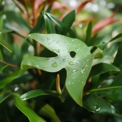 Lille monstera - Sæt med 2 - Rhaphidophora tetrasperma - Højde 20-30cm - ⌀12cm