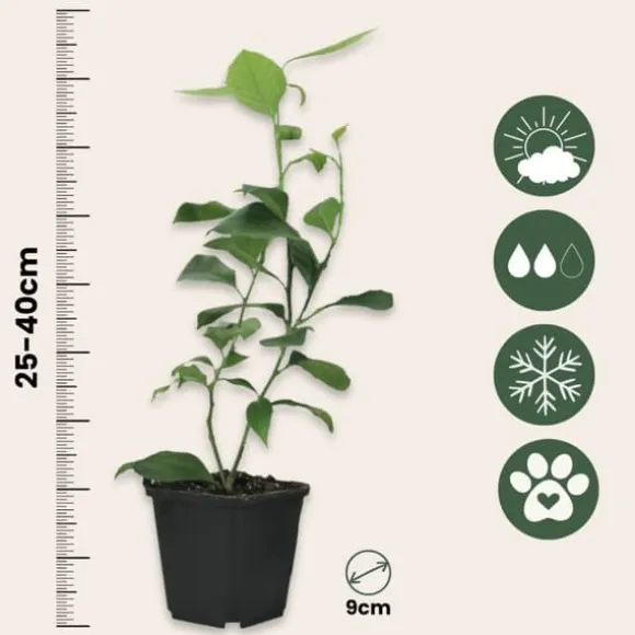 Lime - Sæt med 3 - Citrus aurantifolia - Højde 25-40cm - ⌀9cm