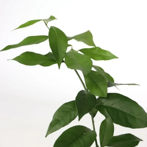 Lime - Sæt med 3 - Citrus aurantifolia - Højde 25-40cm - ⌀9cm