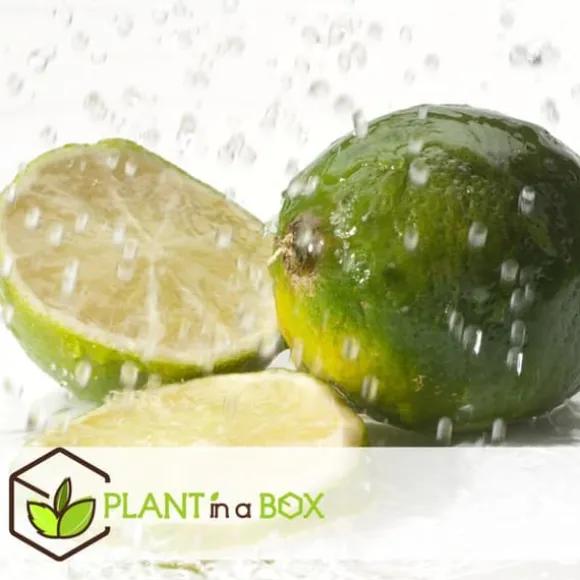 Lime - Sæt med 3 - Citrus aurantifolia - Højde 25-40cm - ⌀9cm