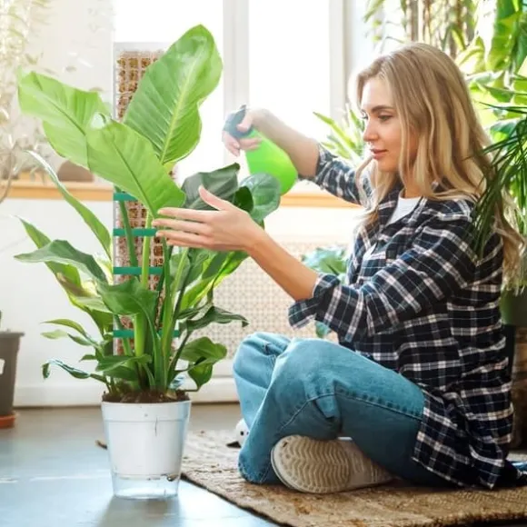 Lollanda 6 stk mosstænger, 61 cm klatreplantestænger, plast, stabelbare plantestænger til indendørs planter, klatring, klatreplanter