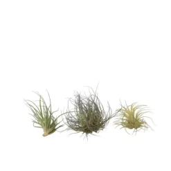 Luftplanter - Sæt med 3 - Tillandsia - Højde 5-15cm - ⌀5cm