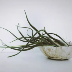 Luftplanter - Sæt med 3 - Tillandsia - Højde 5-15cm - ⌀5cm