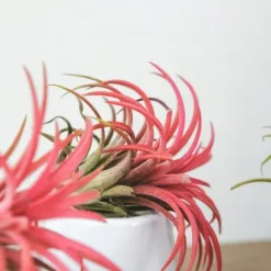 Luftplanter - Sæt med 10 - Tillandsia - Højde 5-15cm - ⌀5cm