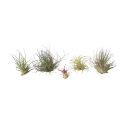 Luftplanter - Sæt med 6 - Tillandsia - Højde 5-15cm - ⌀5cm