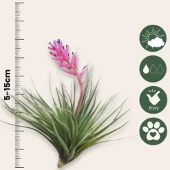 Luftplanter - Sæt med 6 - Tillandsia - Højde 5-15cm - ⌀5cm