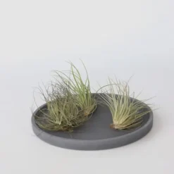 Luftplanter - Sæt med 5 - Tillandsia - Højde 5-15cm - ⌀5cm