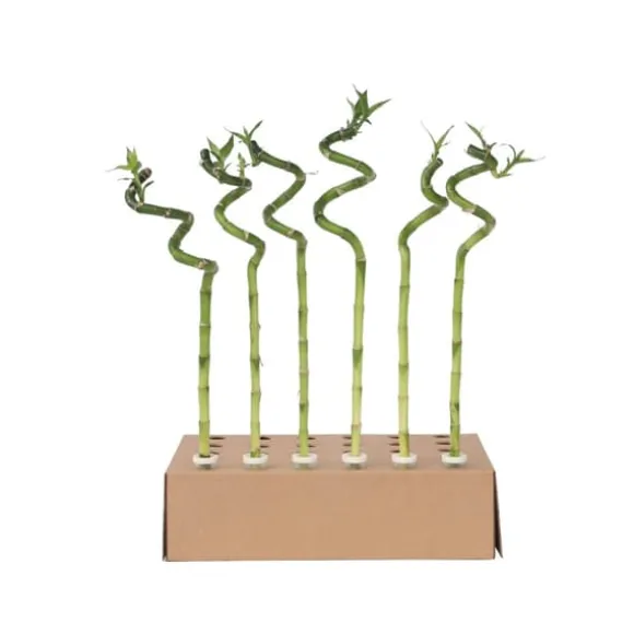Lykkebambus - Sæt med 12 - Dracaena sanderiana - Højde 40-50cm - ⌀2cm