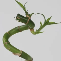 Lykkebambus - Sæt med 12 - Dracaena sanderiana - Højde 40-50cm - ⌀2cm