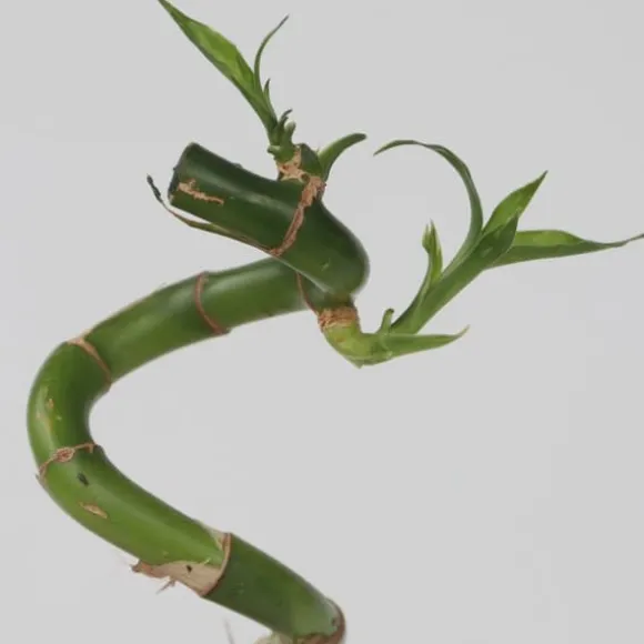 Lykkebambus - Sæt med 6 - Dracaena sanderiana - Højde 40-50cm - ⌀2cm