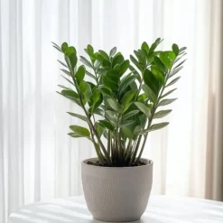 Lykkebregne - Zamioculcas Emerald - Højde 70-80cm - ⌀21cm