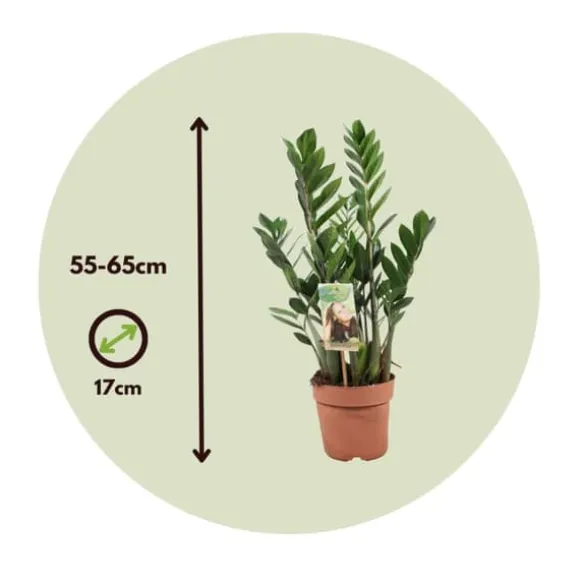 Lykkebregne - Zamioculcas Zamiifolia - Højde 55-65cm - ⌀17cm