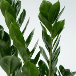 Lykkebregne - Zamioculcas Zamiifolia - Højde 55-65cm - ⌀17cm