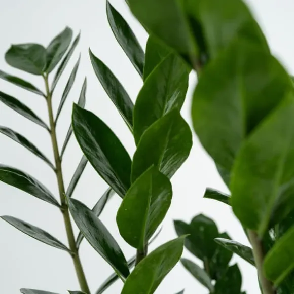 Lykkebregne - Zamioculcas Zamiifolia - Højde 55-65cm - ⌀17cm