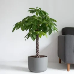 Lykkekastanje - Pachira aquatica - Højde 100-120cm - ⌀24cm