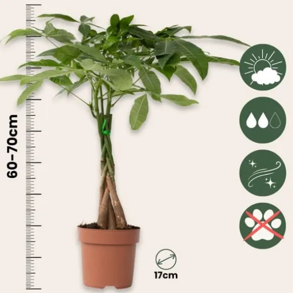 Lykkekastanje - Sæt med 2 - Pachira aquatica - Højde 60-70cm - ⌀17cm