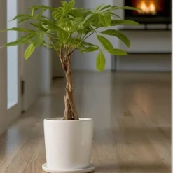 Lykkekastanje - Sæt med 2 - Pachira aquatica - Højde 60-70cm - ⌀17cm