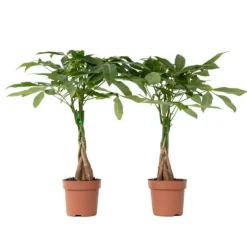 Lykkekastanje - Sæt med 2 - Pachira aquatica - Højde 60-70cm - ⌀17cm