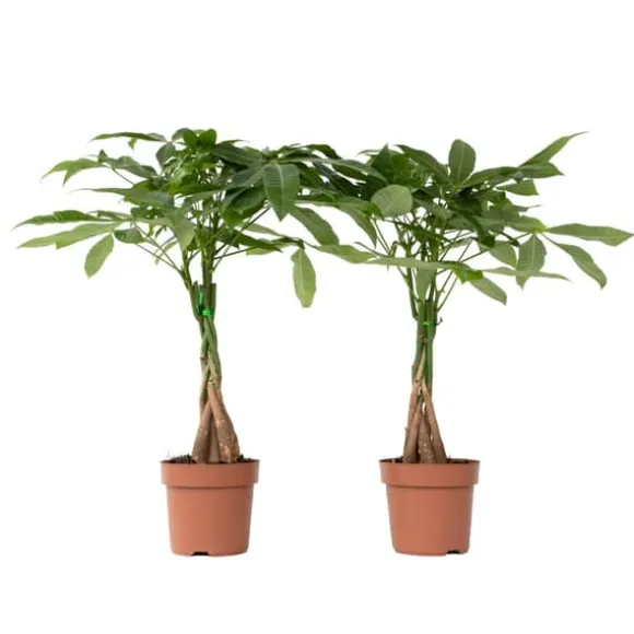 Lykkekastanje - Sæt med 2 - Pachira aquatica - Højde 60-70cm - ⌀17cm